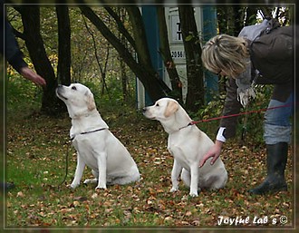 Joyful Lab's B -chen