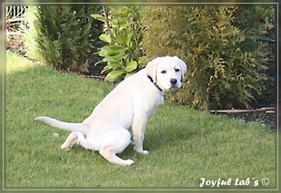 Joyful Lab's Bubbly Girl