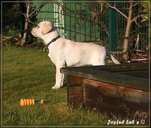 Joyful Lab's Bubbly Girl