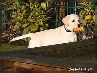 Joyful Lab's Bubbly Girl