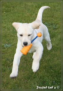 Joyful Lab's Bubbly Girl