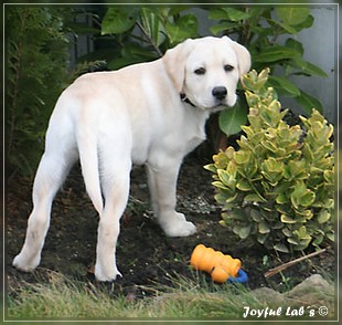 Joyful Lab's Bubbly Girl