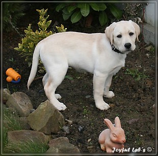 Joyful Lab's Bubbly Girl