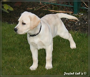 Joyful Lab's Bubbly Girl