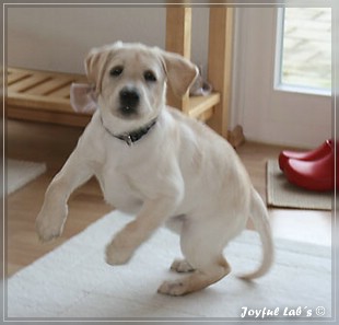 Joyful Lab's Bubbly Girl