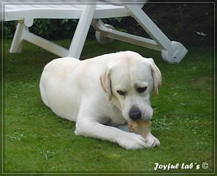 Joyful Labs Bombastic Boy