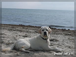 Joyful Labs Bombastic Boy