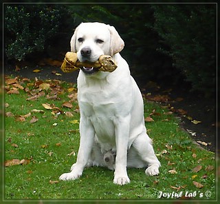 Joyful Lab's Bombastic Boy