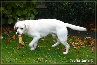 Joyful Lab's Bombastic Boy