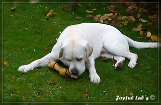 Joyful Lab's Bombastic Boy