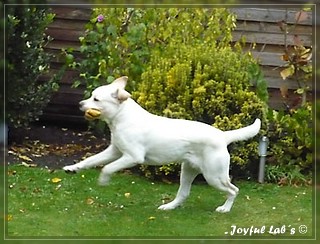 Joyful Lab's Bombastic Boy