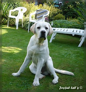 Joyful Labs Bombastic Boy