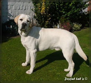 Joyful Labs Bombastic Boy