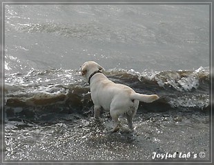 Joyful Labs Bombastic Boy