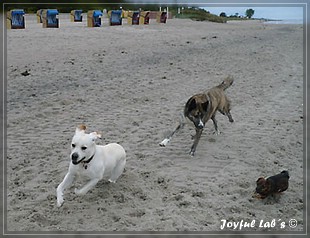 Joyful Labs Bombastic Boy