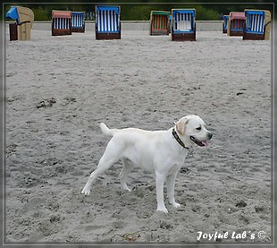 Joyful Labs Bombastic Boy