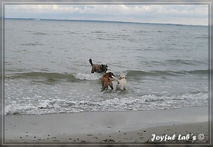 Joyful Labs Bombastic Boy