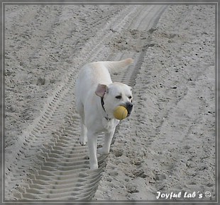 Joyful Labs Bombastic Boy