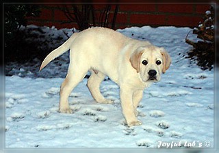 Joyful Lab's Bombastic Boy