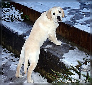 Joyful Lab's Bombastic Boy