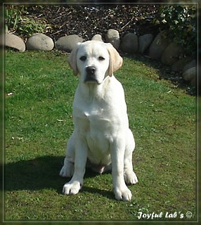 Joyful Lab's Bombastic Boy