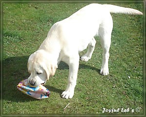 Joyful Lab's Bombastic Boy