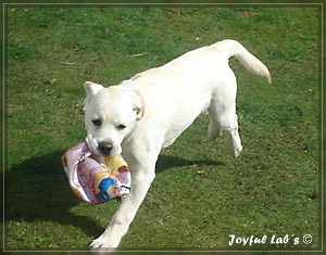 Joyful Lab's Bombastic Boy