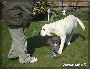 Joyful Lab's Bombastic Boy