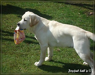 Joyful Lab's Bombastic Boy