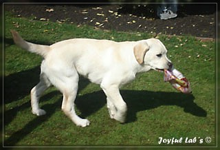 Joyful Lab's Bombastic Boy