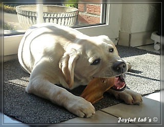 Joyful Lab's Bombastic Boy