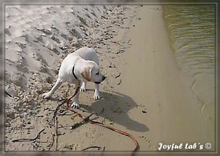 Joyful Lab's Bombastic Boy