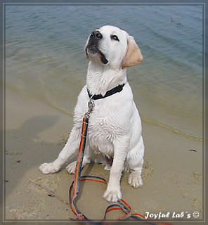 Joyful Lab's Bombastic Boy