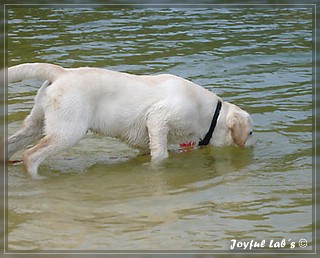 Joyful Lab's Bombastic Boy