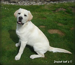 Joyful Lab's Bombastic Boy