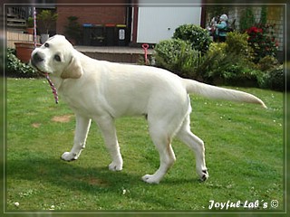 Joyful Lab's Bombastic Boy