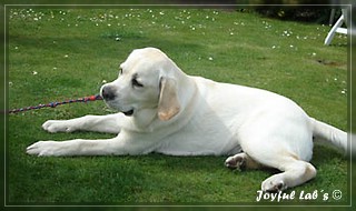 Joyful Lab's Bombastic Boy