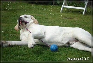 Joyful Lab's Bombastic Boy