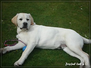 Joyful Lab's Bombastic Boy