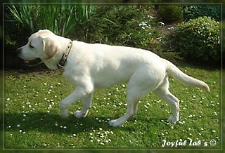 Joyful Lab's Bombastic Boy