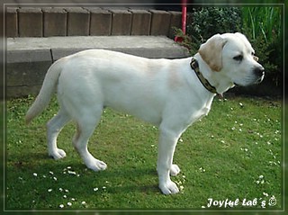 Joyful Lab's Bombastic Boy