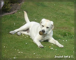 Joyful Lab's Bombastic Boy