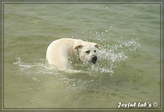 Joyful Labs Bombastic Boy