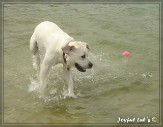 Joyful Labs Bombastic Boy