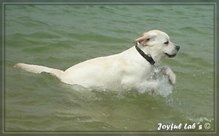 Joyful Labs Bombastic Boy