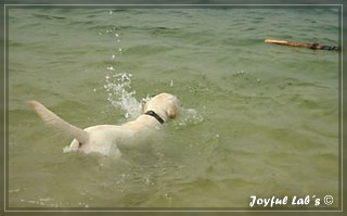 Joyful Labs Bombastic Boy