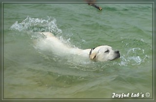 Joyful Labs Bombastic Boy