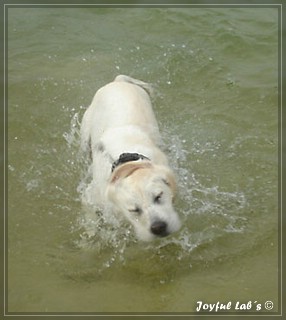 Joyful Labs Bombastic Boy