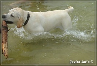 Joyful Labs Bombastic Boy