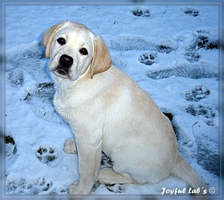 Joyful Lab's Bombastic Boy